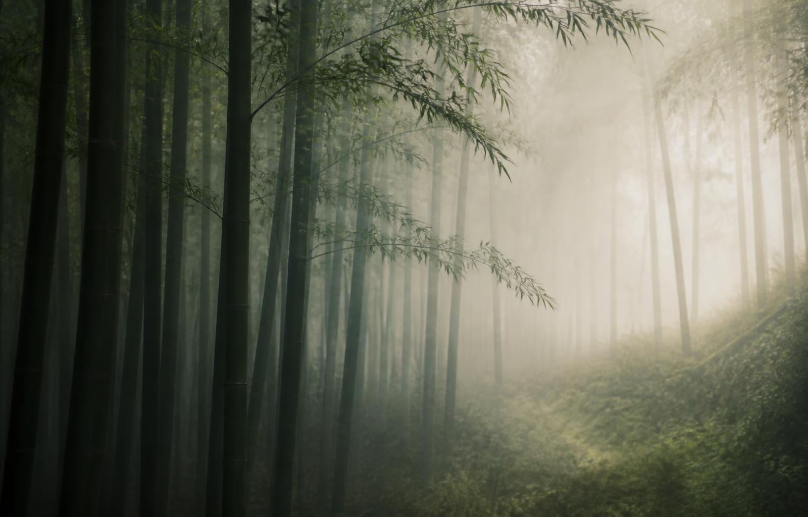 A quiet Warwickshire woodland setting used for a Bamboo Studios movement workshop